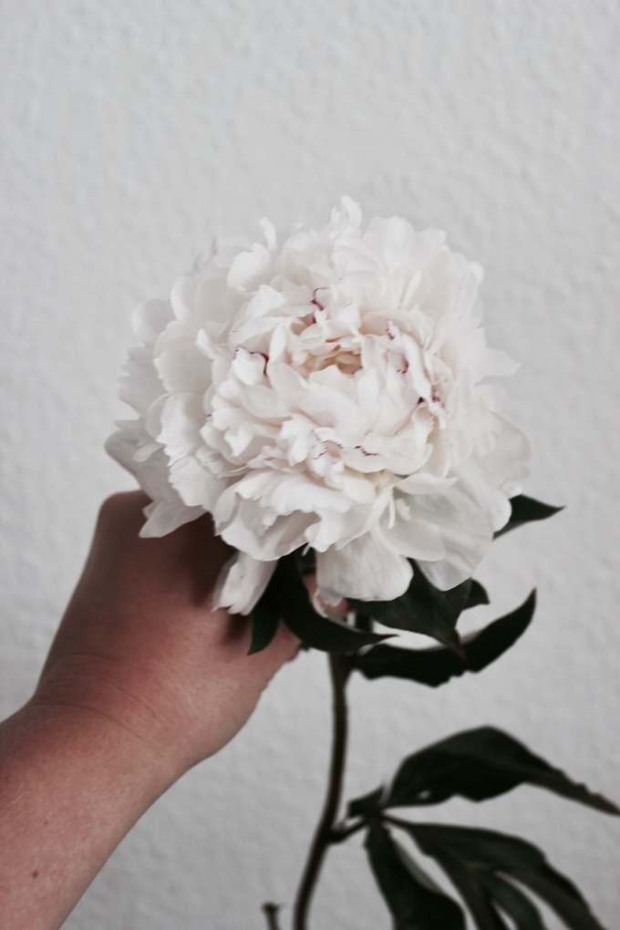 Blumenfotografie: Weiße Pfingstrosen